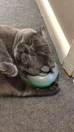 Cat Massager Tool for Your Feline Friend