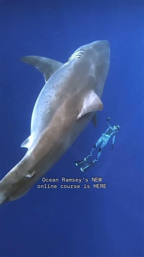 OneOceanDiving.Com on Instagram: "NEW Online Course from our founder @oceanramsey 🙌 Course #2: Training for Professionals for Shark Safety and Behavior Management If you’re already an ocean-guide, ocean safety professional, researcher, or you just want to take your shark behavior and safety awareness to the next level to help yourself and loved ones stay safer than this is the course for you! This 32 Lesson Course is available through www.oceanramsey.org **This information is not a substitute f