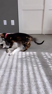 323K views · 7.1K reactions | Best buds ready to rumble 浪 #WeeklyFluff https://www.instagram.com/p/CWvxAY7B0ci/ | Instagram | Facebook