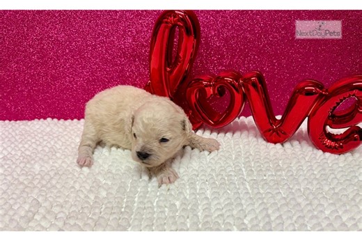 Hitchcock - Havapoo Puppy 2597F6