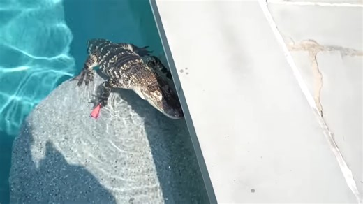 A backyard game spirals after an unexpected creature crashes the moment