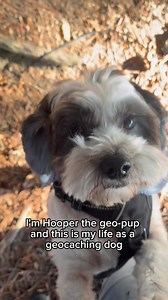 Come with Hooper the geo-pup to find a 💩 cache! 🐶 Do you have a geo-pup in your life? 🐶 Video: Hooper the geo-pup, a small Bichon and Shih Tzu mix, helps geocachers to find a cache shaped like a piece of dog poop. He leads the way on his leash and guides them directly to the geocache, then looks proud of himself as they open the nano container and sign the log sheet. #geocaching #geocache #geopup #geodogs #geocachingdog | Geocaching