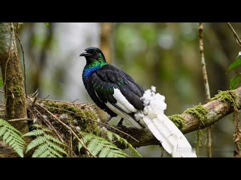 Beautiful Birds of the Tropical Jungle 🌿🕊️ | Peaceful Nature Sounds