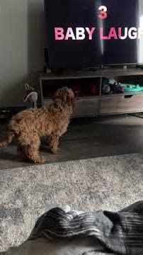 played noises to see joy’s reaction he was whining, all confused then instantly jumped into my lap.