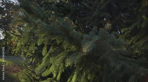 Green spruce branches, close-up. Branch of evergreen spruce. Pine tree, sways in the wind. Selective focus. Outdoors. Close-up.