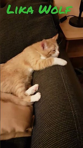 Kitten Tom 😍Cute kittens | The cutest moments | Забавные видео с кошками | Little kittens are sweet😍