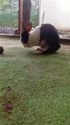 Morning Skincare Routine for a Bunny | Rabbit Self Grooming