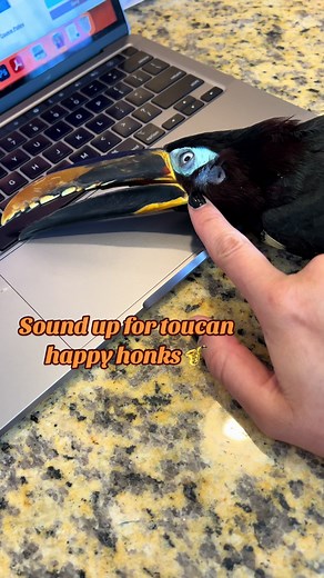 His lil honks always melt my heart 💕 #birdtok #toucantok #pettok #toucan #bird #petbird #pettoucan #exoticpets #exoticbirds #viral #happyhonks #chester #aracari