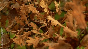 Oak leaves close up. The wind sways the oak leaves in autumn. Yellow oak leaves. Autumn in the garden