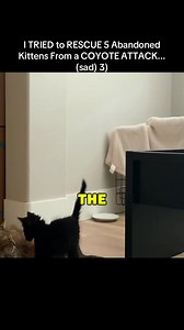 Rescuing Kittens from Coyote Attack (Sad Outcome)