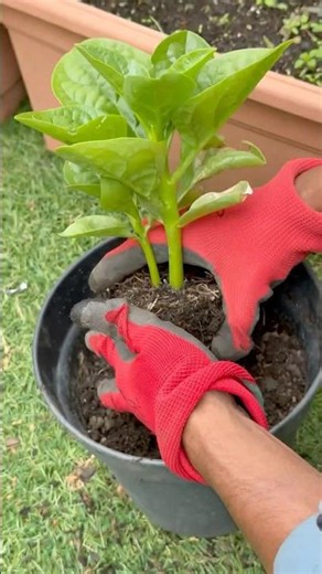 Easy & Safe Plant Transfer for Beginners! #gardening #shorts #malbar #tips