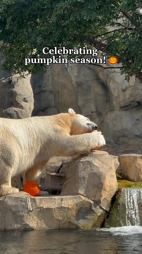 Oh my gourd — BOO! at the Zoo returns October 4! 🎃 Check out a sneak preview of spooky season: pumpkin-packed treats for animals around the Zoo, including polar bears, prehensile-tailed porcupines, and Nigerian dwarf goats! The pumpkin party doesn't stop there! Starting this Saturday, tons of seasonal activities are in store for you: 👻 Daily: Stroll through the festively decorated Zoo, enjoy Halloween-themed food and drink, plus trick-or-treating brought to you by Ferrara! 🎃 Saturdays & Sunda