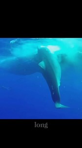 On average, the great white shark reaches a length of 15 feet but in some cases, they are much bigger. According to a report by Newsweek | Oceanic Society