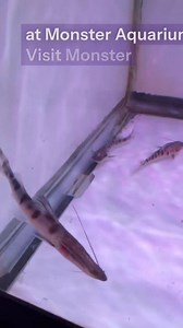 The Tigrinus Catfish, also known as the Zebra Shovelnose Catfish, is a rare and highly sought-after freshwater species native to South America. Renowned for its striking black-and-white striped body and long, elegant whiskers, it thrives in spacious aquariums with pristine water conditions. This peaceful, nocturnal predator makes an extraordinary addition to any serious aquarist’s collection. #TigrinusCatfish #ZebraShovelnose #FreshwaterFish #MonsterAquarium #ExoticFish #AquariumLife #AquariumFi