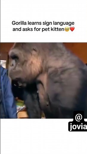 gorilla know how to sign language