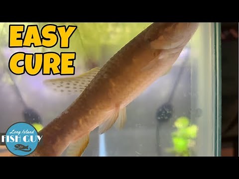 How To Treat DROPSY In Fish!