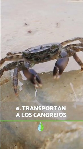 10 COSAS que NO SABÍAS sobre las MEDUSAS 💗 #curiosidades #animales #medusas