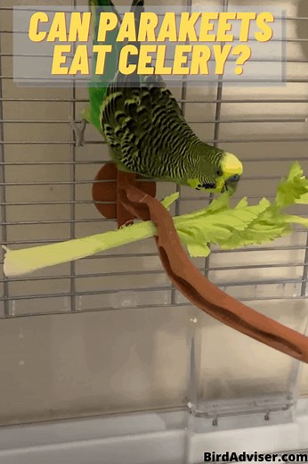 Can Parakeets Eat Celery? Is it Safe and Healthy? (2025)