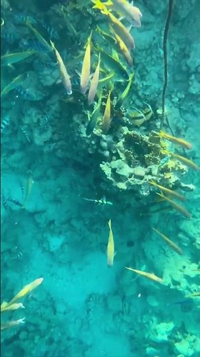 Red sea Immersion. Beauty of the underwater world #beachinwinter #birds #burningfireplace