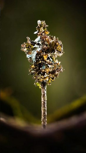 Macro Lighting that Reveals Texture 💡🌿 #macrophotographyideas