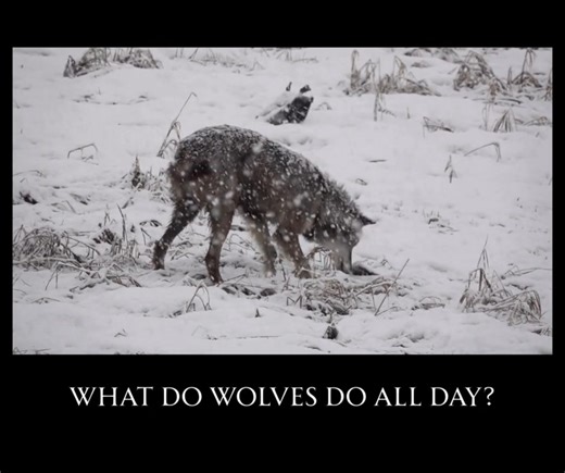 The Benefits of Wandering People often picture wolves moving together all day, a tight pack traveling like a single shadow. But that’s not how it works. Wolves spend much of their day apart, sometimes alone, sometimes in pairs. They scout, nap, follow scent trails, or stash leftovers for leaner times. Each wolf has its own rhythm, its own stretch of ground it knows by heart. The benefit of individuality is that every member returns as a teacher. One might bring back the scent of prey. Another, t