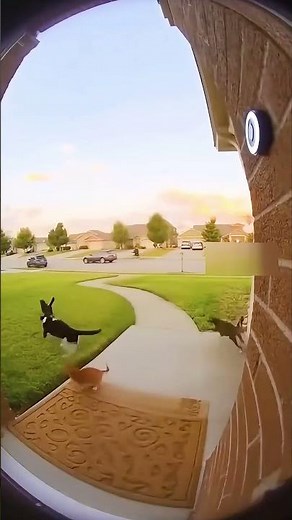 Four Cats Stack Up Like a Pyramid! 😻🏠💞 | The Cutest Porch Moment Ever!