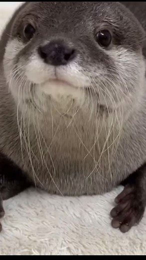 Relaxing Otter Sounds for Ultimate Cuteness