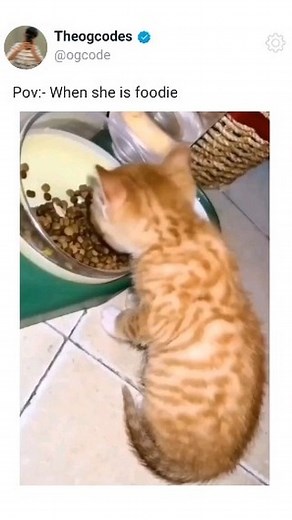 The OG Codes on Instagram: "Tag someone special . . . . Tags #cutecat #kitty #cat #funnycats #catlove [Kitten, Funny animals, pet, cat, cutecat, kitty]"