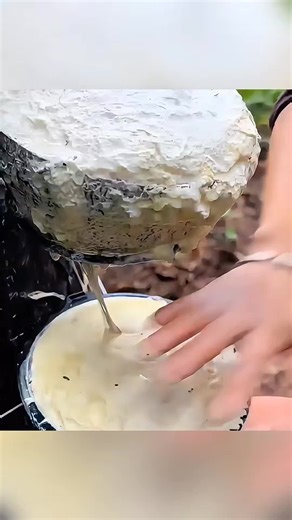 Como o látex é extraído! #vocesabia #curiosidades #dicasuteis