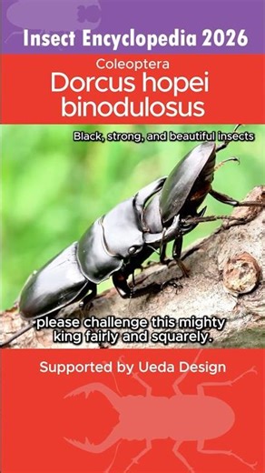 【BUGS ASMR】Japanese Giant Stag Beetle: "Black Diamond" King – Strength and the True Hunter's Path
