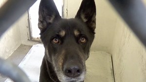 1.5K views · 79 reactions | ADOPTED - moved to SAFE Album on 05/17...