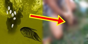 Filipino Version Of Viral Catfish-Coke-Mentos Video