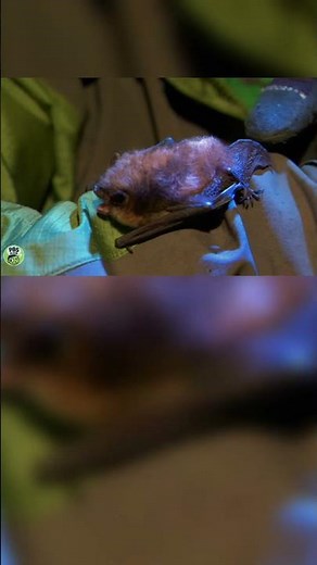What if? Wild Kratts A Bat in the Brownies episode