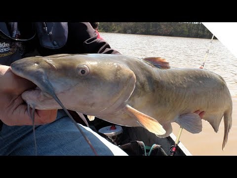 Catching channel catfish using bait pocket rigs