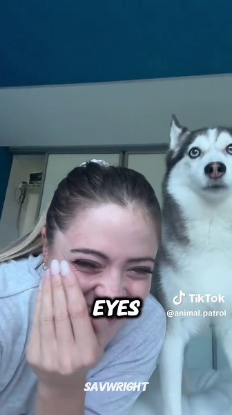 Animal Patrol (@animal.patrol) - Discover the Unique Charm of the Pomsky Breed