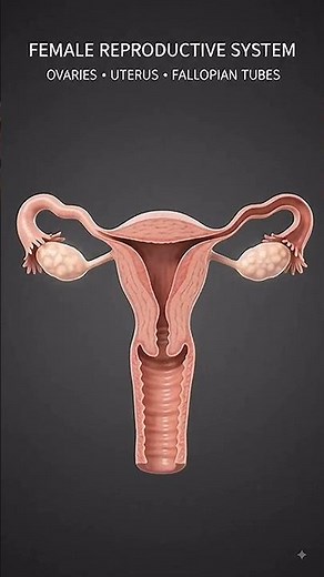 DO YOU KNOW HOW THE HUMAN REPRODUCTIVE SYSTEM WORKS? 🧬 | 3D Anatomy