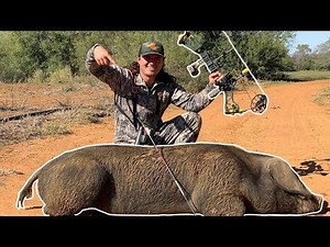 GIANT Pig Hunting With A BOW!! {Catch Clean Cook}