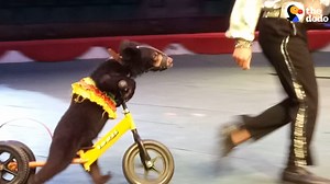 724K views · 10K reactions | Watch these baby bears leave the circus and be free for the first time! | The Dodo | Facebook