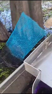 Catching them swamp lobsters #louisianacheck #fyp #cajuncoonass | Jacob Crawfish