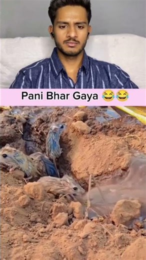 Most Hilarious MOUSE Clips