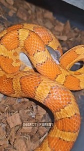 6.6K views · 51 reactions | Snake Eats A Rat #snake #feeding #mouse #Python #insects #rat | Insect Forest | Facebook