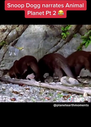 Snoop Dogg Narrating Animal Planet: Beavers vs. Crocodile Encounter