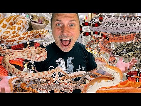 BHB REPTILE ROOM FULL TOUR!! UNCUT!! | BRIAN BARCZYK