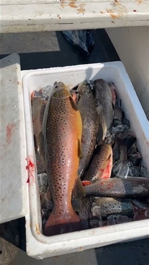 Fin Fisk i Sirdal! #shorts #fishing #troutfishing