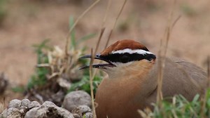 Indian Courser, Bird, Wildlife