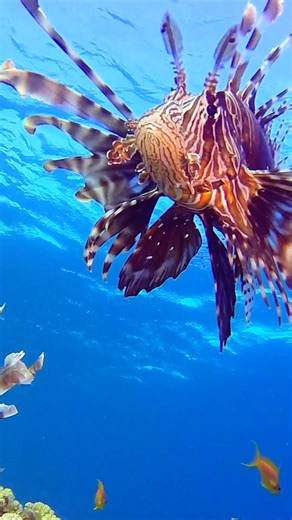 Beautiful Killer: The Lionfish Is Wiping Out the Caribbean... Lionfish, one of the ocean’s most beautiful yet dangerous predators, are invading the Caribbean and wreaking havoc on native marine life. In this video, we uncover five fascinating lionfish facts—from their venomous spines and stealthy hunting to their explosive reproduction and destructive impact on coral reef ecosystems. With over 15 species of lionfish and lifespans reaching 15 years, these striped invaders are more than just prett