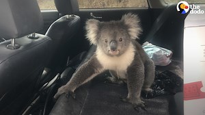 Wild koala sneaks into guy’s car and refuses to leave😂 | The Dodo