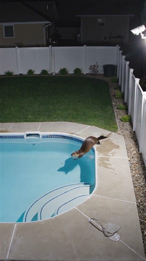 CÁMARA capta a un CASTOR colándose en el JARDÍN… y bañándose en la PISCINA como si fuera suya