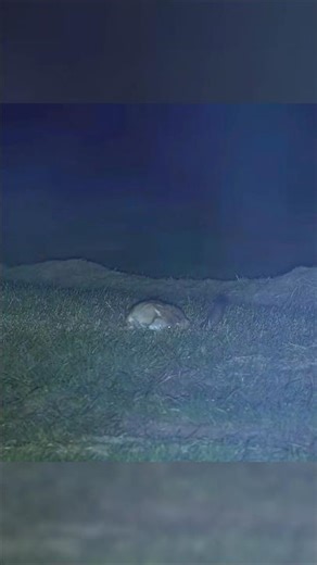 Deadly Precision. #WolfHunting #HuntingLife #ViralHunting