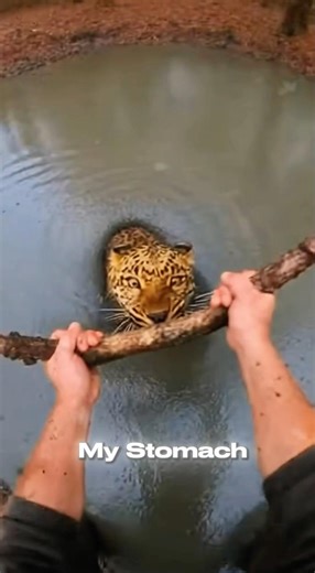 Pulled LEOPARD From QUICKSAND! She Won't LEAVE 🐆